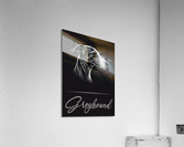 Greyhound Portrait Acrylic Print