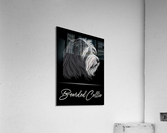 Bearded Collie Portrait Acrylic Print