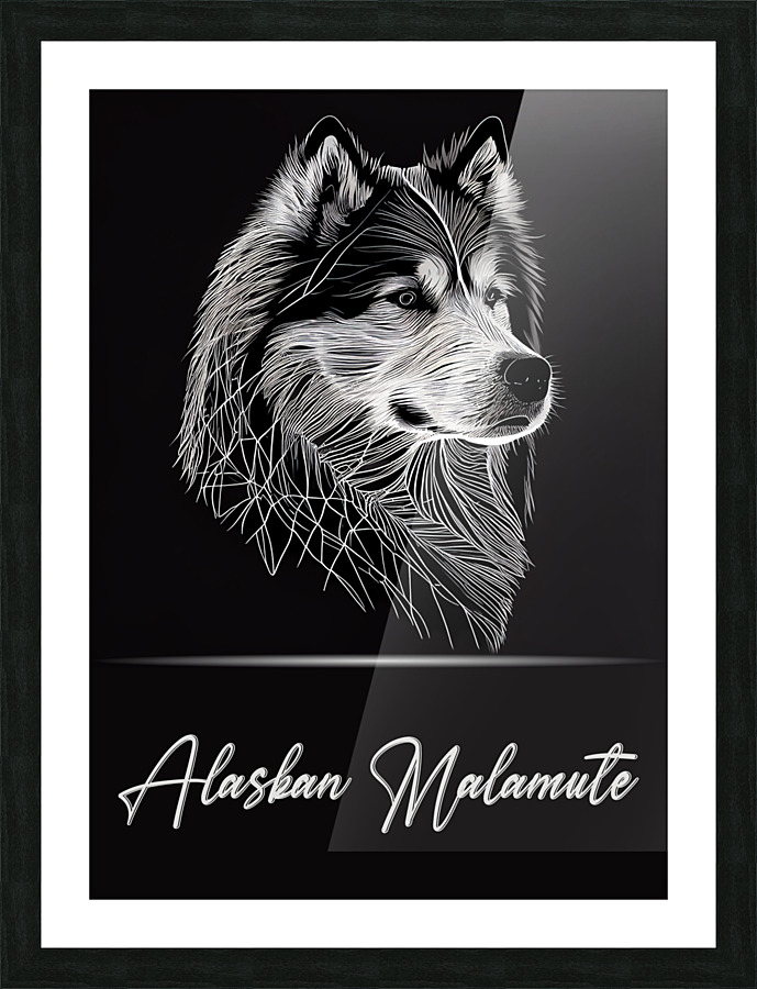 Alaskan Malamute Picture Frame print