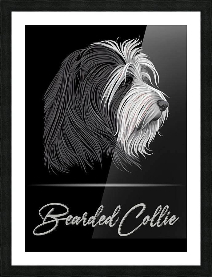 Bearded Collie Portrait Picture Frame print
