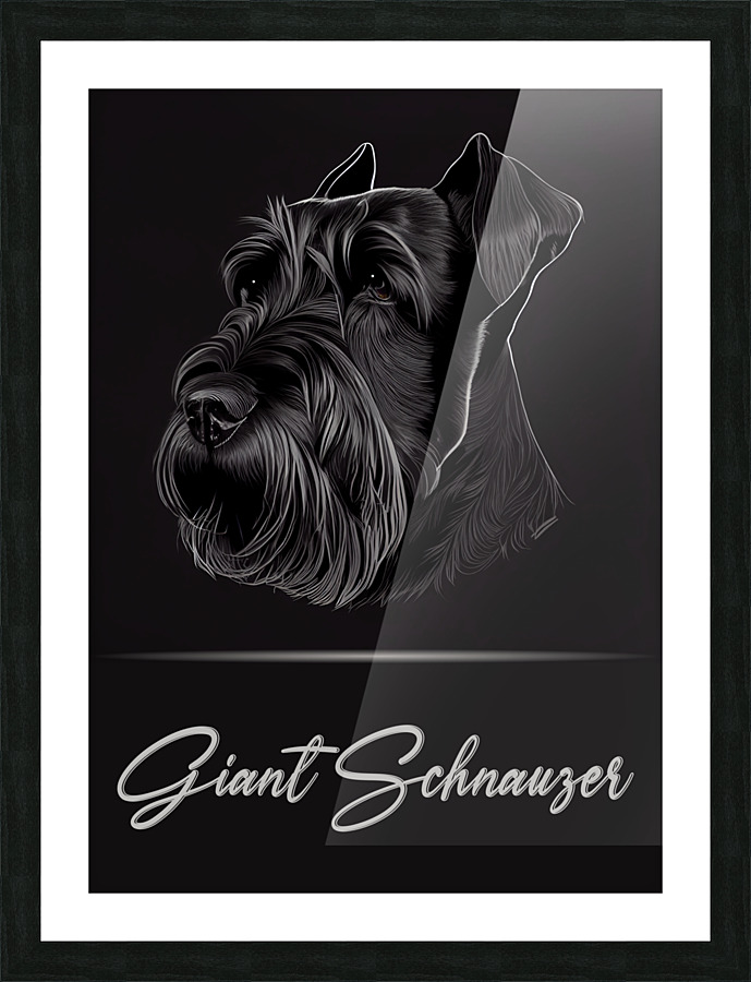 Giant Schnauzer Portrait Picture Frame print