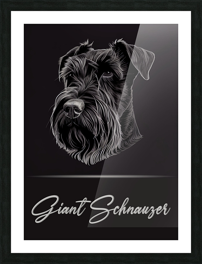 Giant Schnauzer Picture Frame print