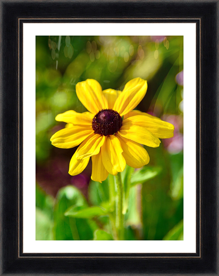 Good Morning  Picture Frame print