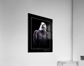 American Eagle  Acrylic Print