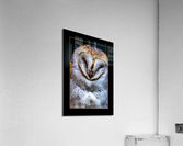 Barn Owl Acrylic Print