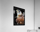 Red Shouldered Hawk Acrylic Print
