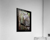 Horned Owl Acrylic Print