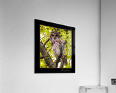 Barred Owl Acrylic Print