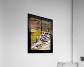 Pelicans  Acrylic Print