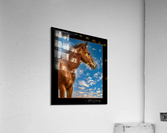 Wild Horse  Acrylic Print