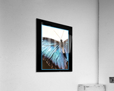 Blue Morpho Butterfly  Acrylic Print
