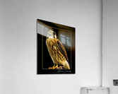 American Kestrel  Acrylic Print
