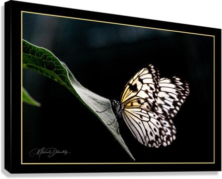 Serenity Butterfly  Canvas Print