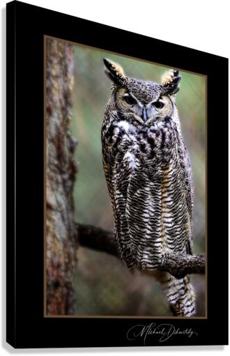 Horned Owl Canvas Print