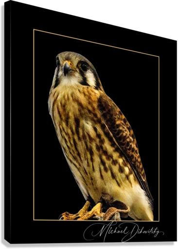 American Kestrel  Canvas Print