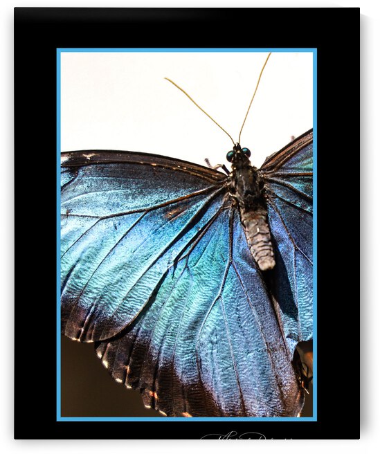 Blue Morpho Butterfly  by Michael Stephen Dikovitsky