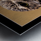 Desert Owl Metal print