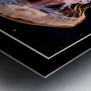Jellyfish  Metal print