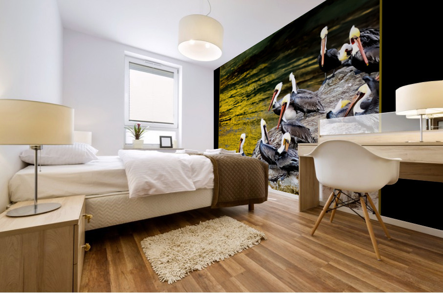 Pelicans  Mural print