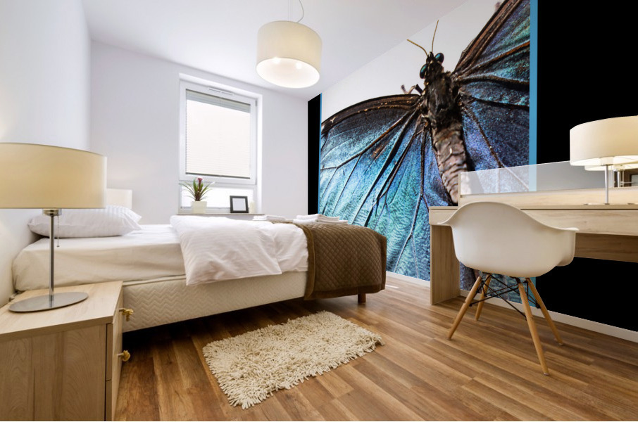 Blue Morpho Butterfly  Mural print