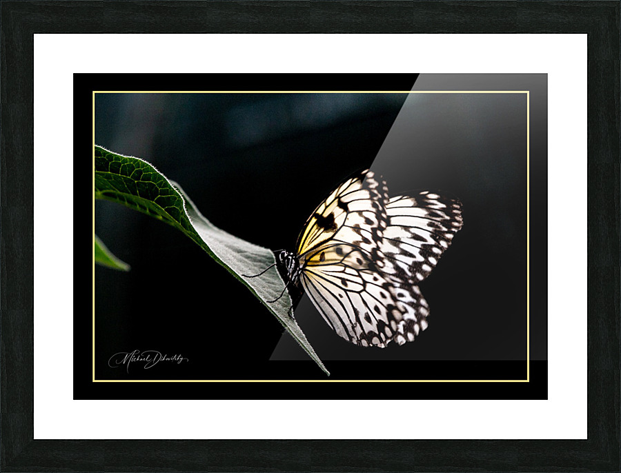 Serenity Butterfly  Picture Frame print