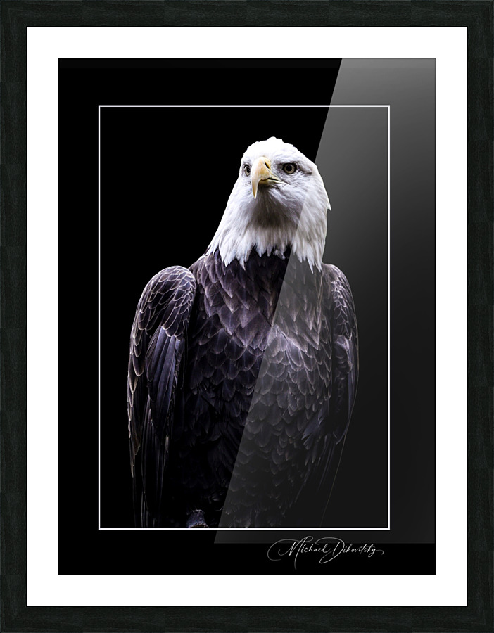 American Eagle  Picture Frame print