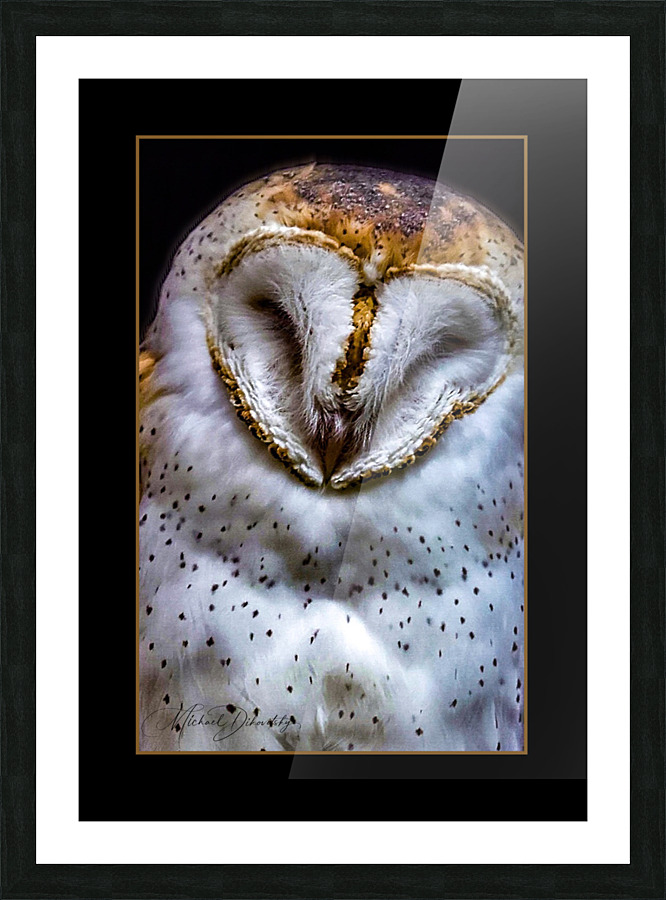 Barn Owl Picture Frame print