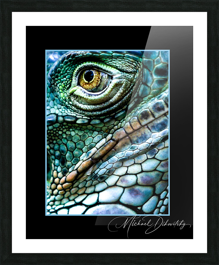 Iguana  Picture Frame print