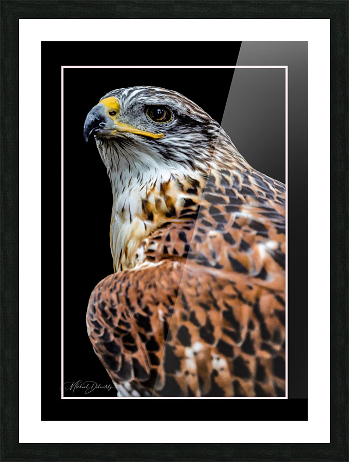 Red Shouldered Hawk Picture Frame print