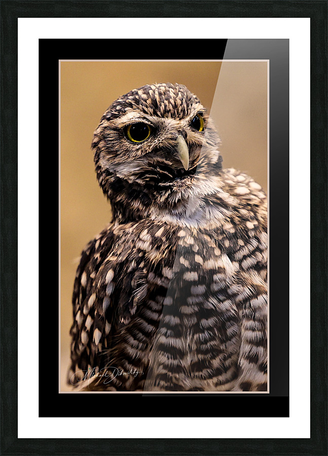 Desert Owl Picture Frame print