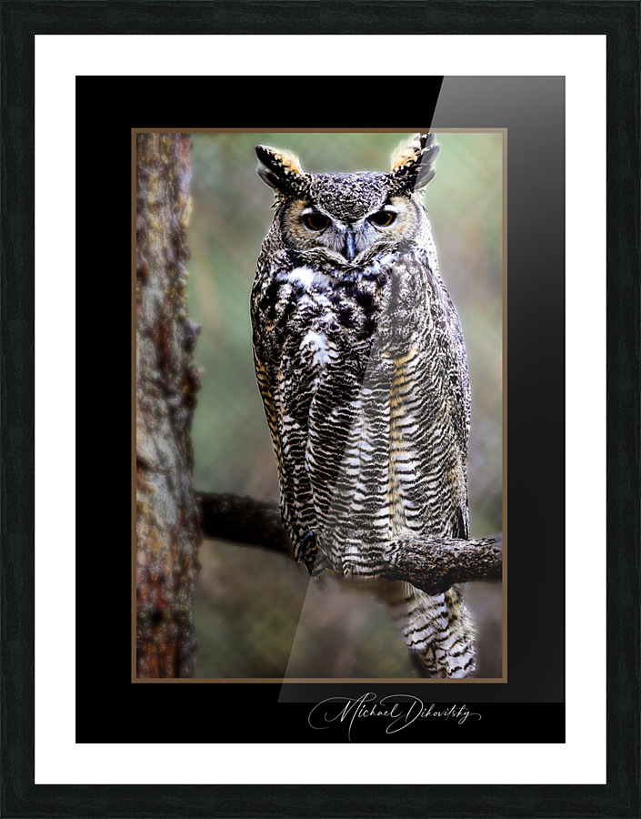 Horned Owl Picture Frame print