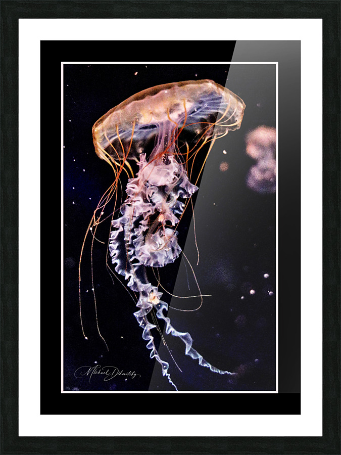 Jellyfish  Picture Frame print