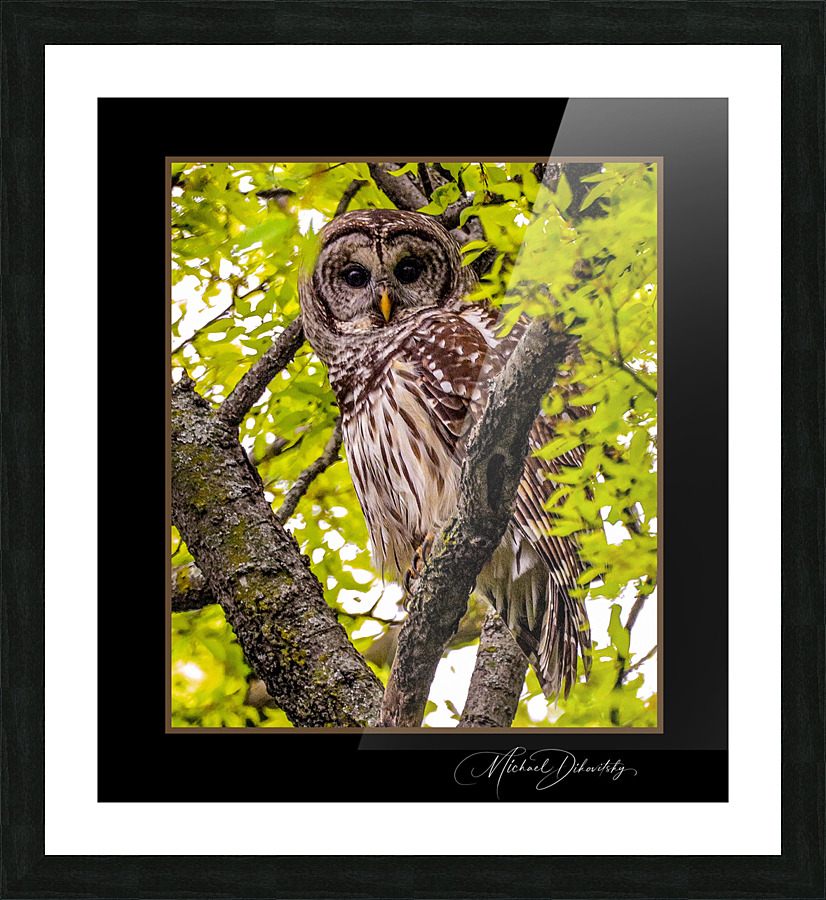 Barred Owl Picture Frame print