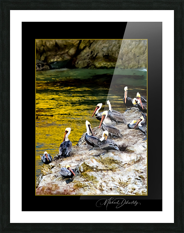 Pelicans  Picture Frame print