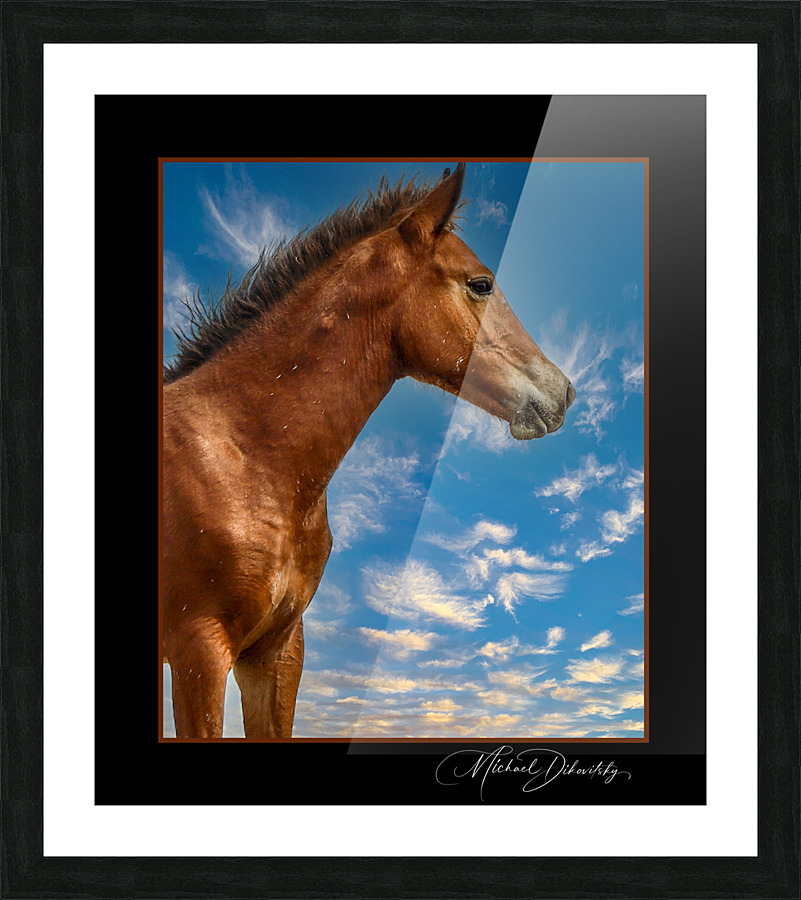 Wild Horse  Picture Frame print