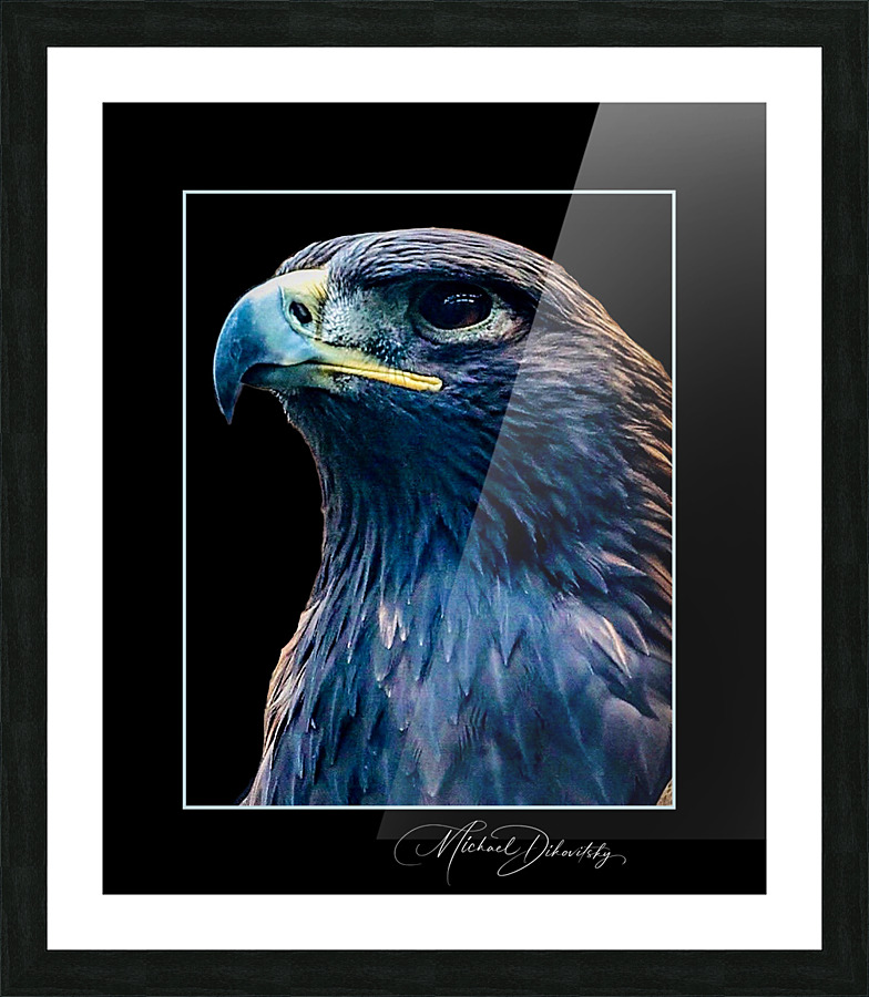 Golden Eagle Picture Frame print