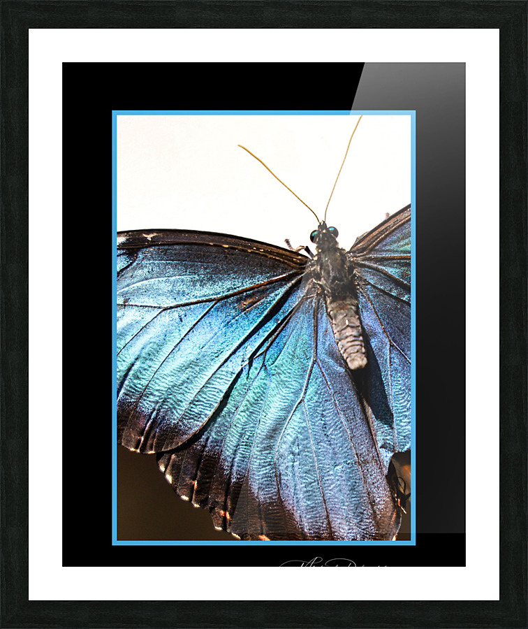 Blue Morpho Butterfly  Picture Frame print