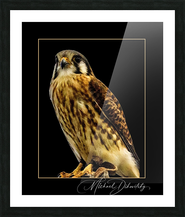 American Kestrel  Picture Frame print