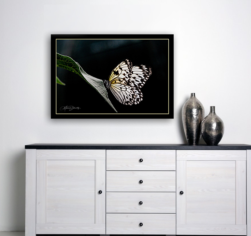 Serenity Butterfly  Reproduction