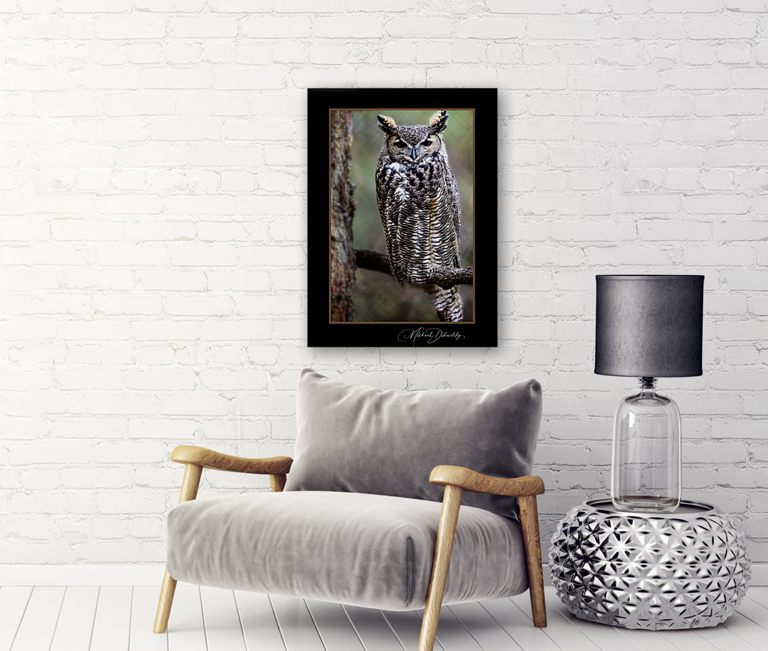 Horned Owl Reproduction