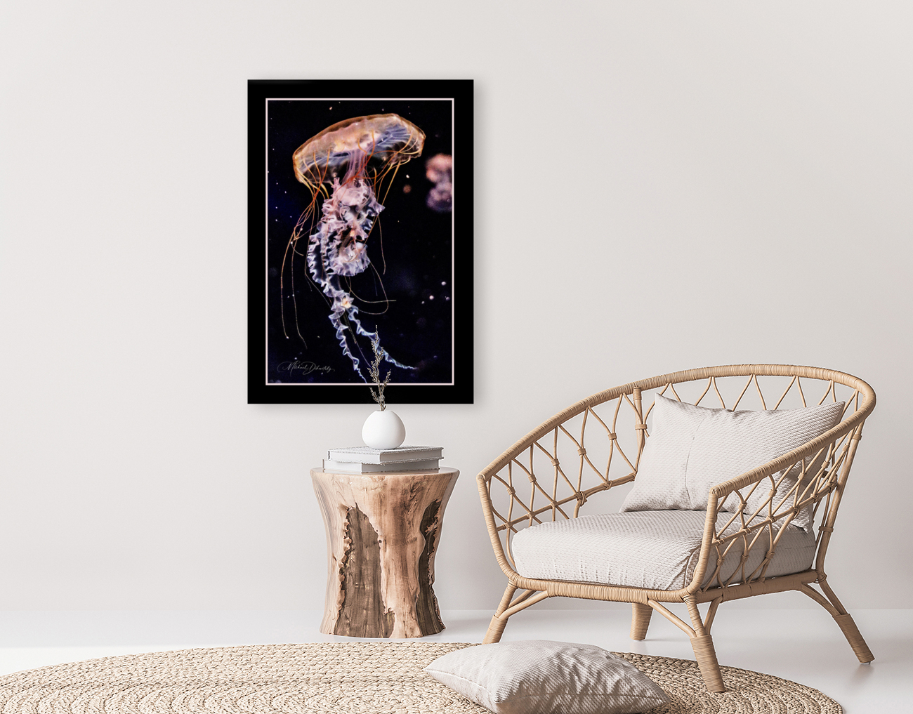 Jellyfish  Reproduction