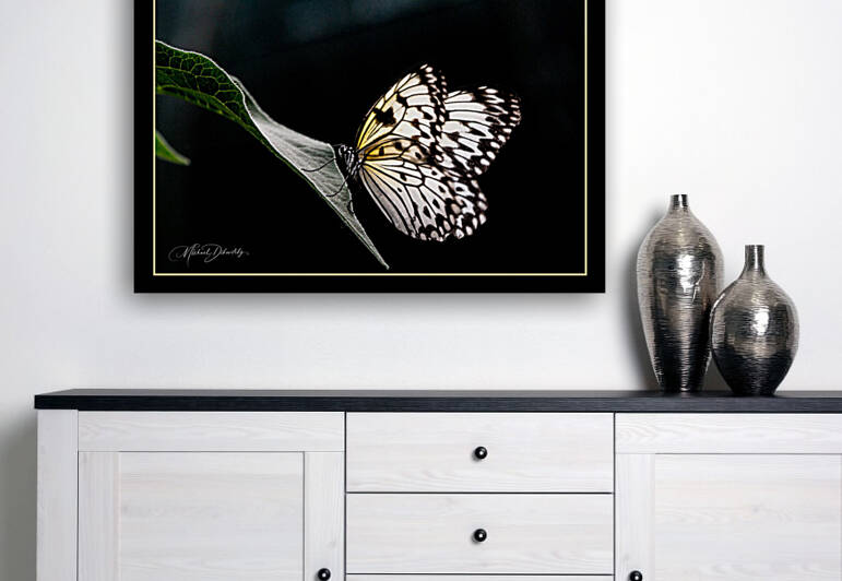 Serenity Butterfly  Reproduction
