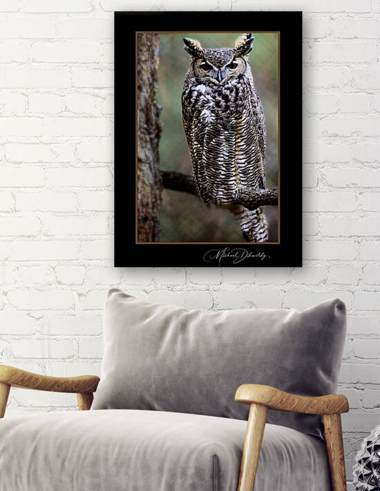 Horned Owl Reproduction