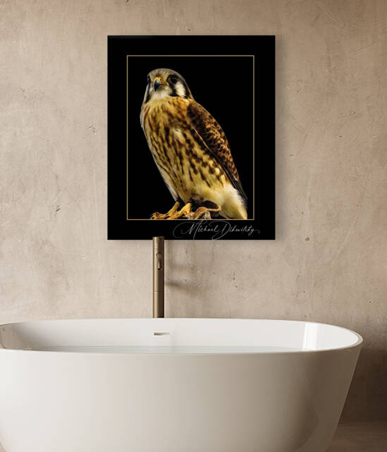 American Kestrel  Reproduction