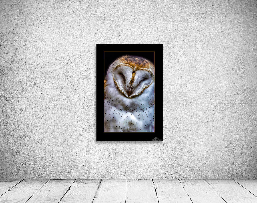 Barn Owl Wall Preview