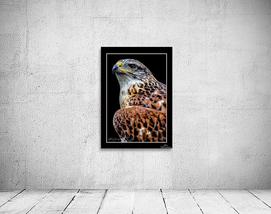 Red Shouldered Hawk Wall Preview