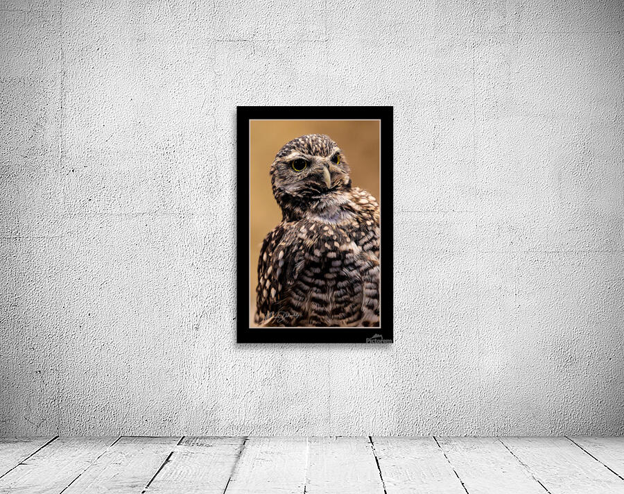 Desert Owl Wall Preview