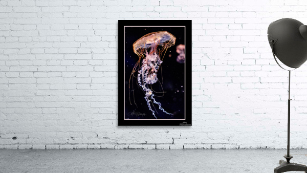 Jellyfish  Wall Preview