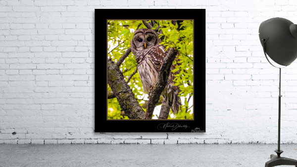 Barred Owl Wall Preview