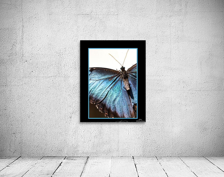 Blue Morpho Butterfly  Wall Preview